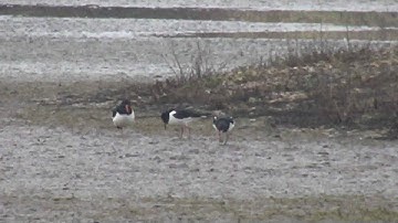Oystercatchers Displaying