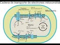 Metabolismo (4): Cadena Transportadora Electrones (Catabolismo) - 2º Bachillerato