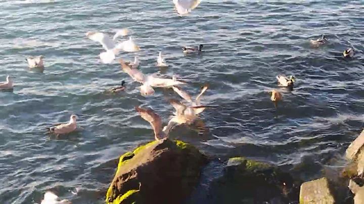 Atlantic Ocean and Seabirds at Coney Island,Brooklyn