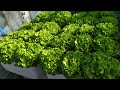 First Day of Transplant to Harvest  Olmetie Lettuce #lettuce #hydroponics #greenhouse #kratky