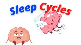 Sleep Cycle: An Overview Of What Is Really Happening In Your Sleep