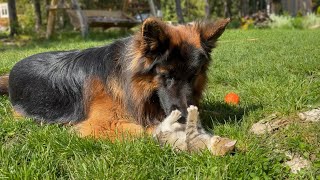 German Shepherd finds Play Buddy in a Tiny Kitten