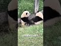 This Is How Pandas Play, Not Fight