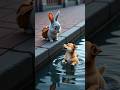 Cute Rabbit Watching Puppy Swim – Adorable Animal Friendship #rabbit #puppy #swimming