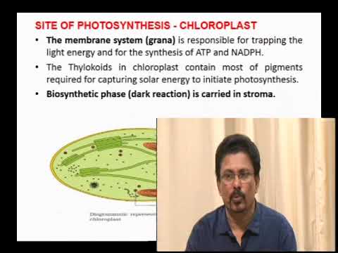 Vikasana 2019 CET karnataka Examination Tutorial Biology Part 04 by Siddalinga Murthy Vikasana 2019 CET karnataka Examination Tutorial Biology Part 04 by Siddalinga Murthy