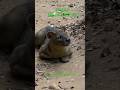 The Fossa: Madagascar’s Mysterious Predator!