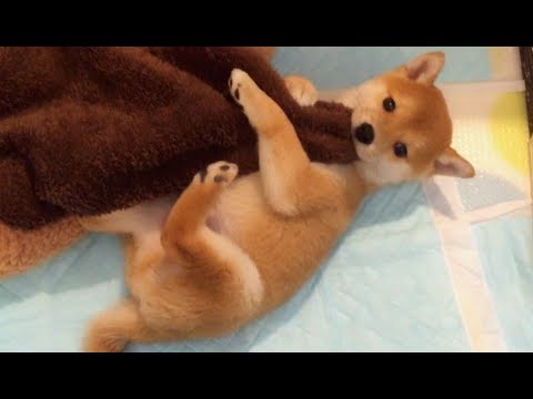 柴犬こてつ君子犬時代 毛布で遊ぶ手足の動きに注目 Youtube