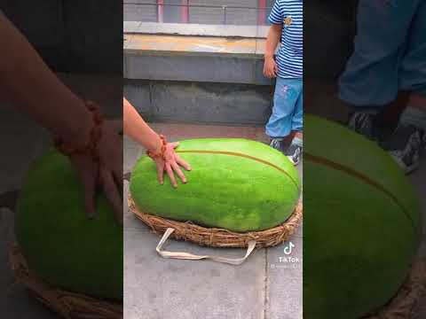 حبحب بطيخ جح