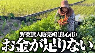 最近お野菜を無人販売所（良心市）にだしたらお金が足りなくなり始めました【春大根・人参収穫】