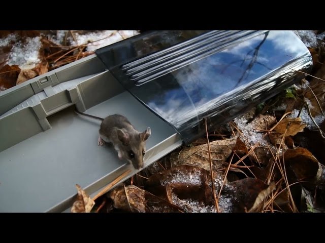 Best Type of Live Mouse Trap - Single or Multi-Catch? 