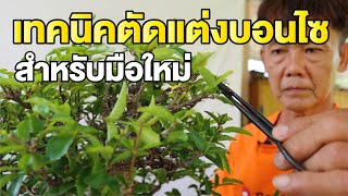 Bonsai Station [บอนไซมือใหม่ป้ายแดง] EP.20 ตัดแต่งกิ่งบอนไซ สำหรับมือใหม่