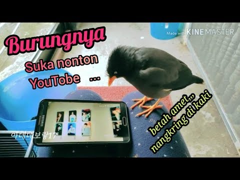Video: Cara Menjinakkan Burung