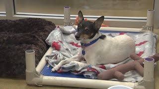 Video: Dog barely survives after being thrown from second story window, slamming into concrete s...