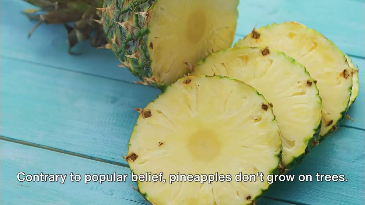 Trivia Blitz The Pineapple Chronicles facts fruit learn trivia