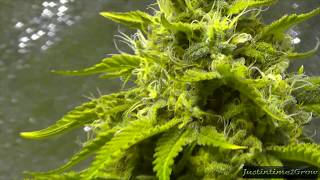Flower update 1000w HPS - 3-26-13(reupload)
