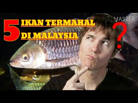 Video: Ikan Air Tawar Peringkat Perantara