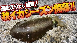残り1組早い者勝ち　ヨーヅリ　秋イカ　新子イカ　エギ　3.0号　20本 残り1組早い者勝ち ヨーヅリ パタパタ 秋イカ 新子イカ エギ 3.0号