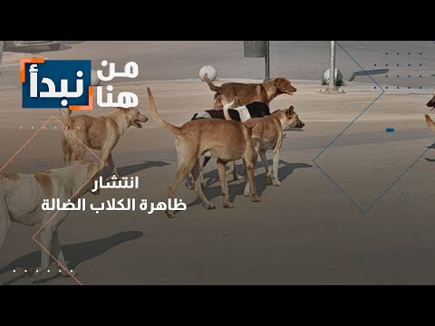 ظاهرة الكلاب الضالة تؤرق أهالي عين الباشا من هنا نبدأ