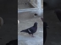 Pigeon quetta  hazara 