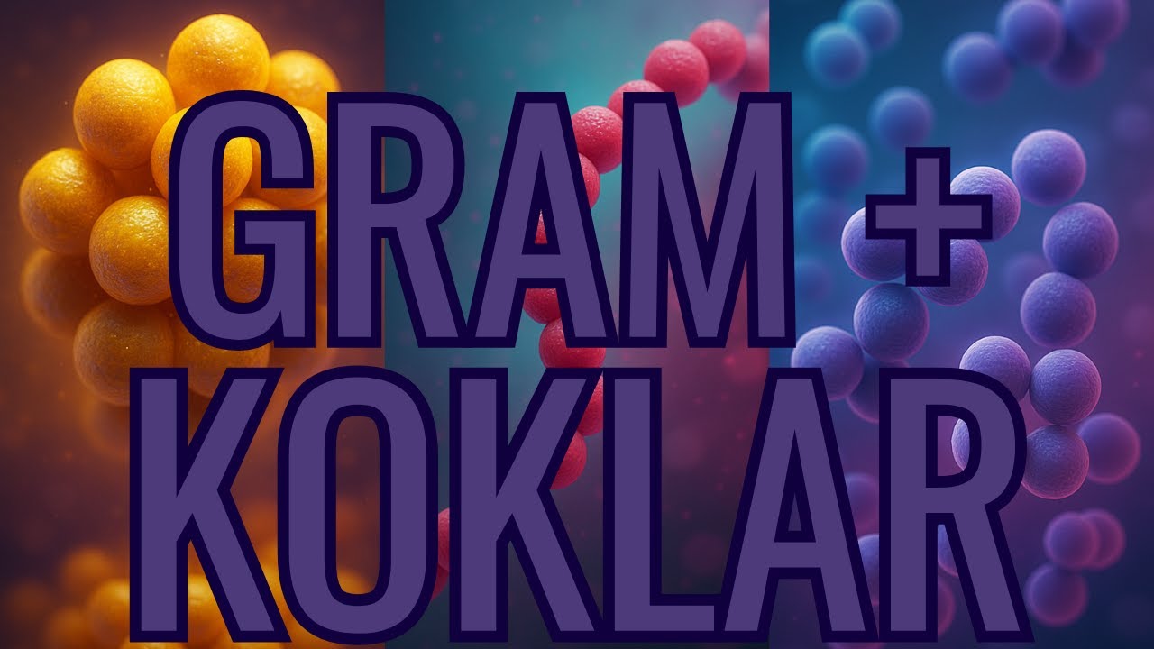 GRAM POZİTİF KOKLAR | Mikrobiyoloji
