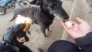 BEST OF BIKERS HELPING ANIMALS | 20 MINUTES OF BIKERS ARE NICE