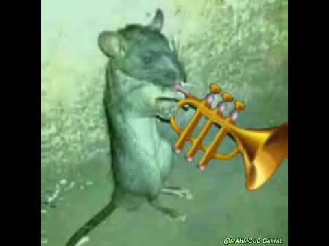 العصفور الي طير العقول بعزف الفار  