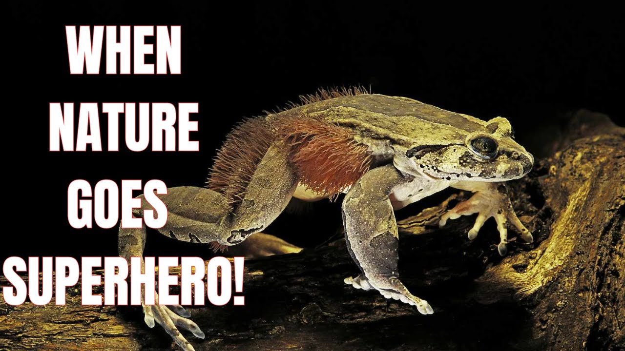 Чудо природы: раскрыта тайна волосатой лягушки
