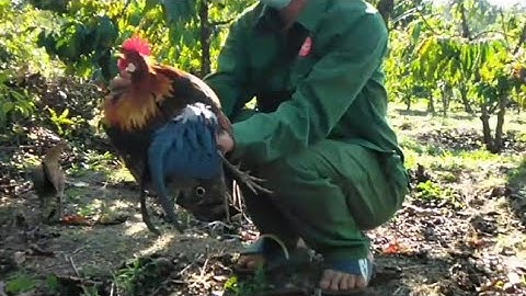 bẫy gà rừng kèo 5 giờ chiều 24/2/2023 mái lập công