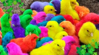 Menangkap Ayam lucu, Ayam warna warni, Ayam rainbow, Bebek,Angsa, kucing, Ikan, Ikan Cupang