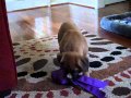 Boxer Puppy's First Day Home
