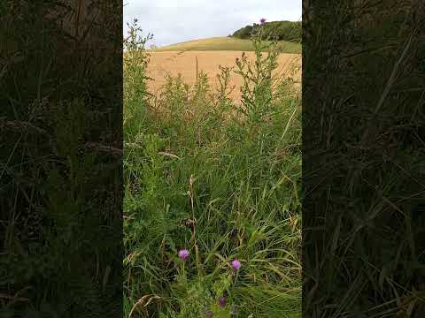Countryside fields in Scotland