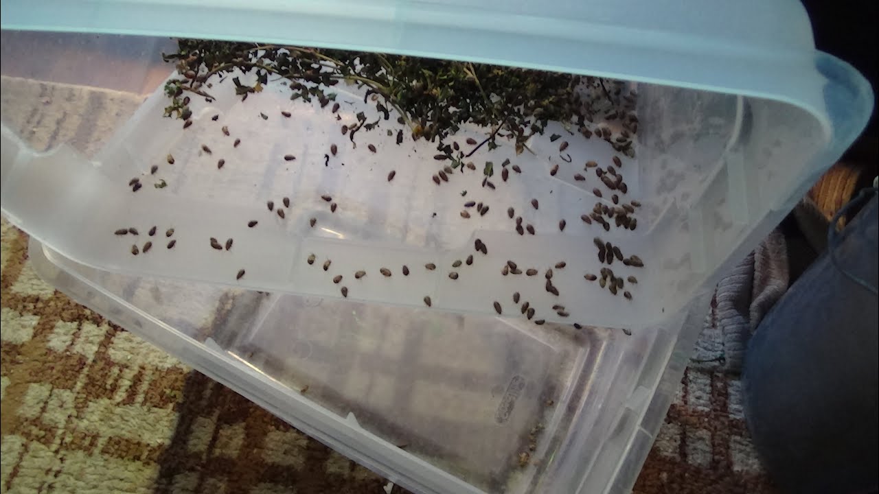 Feeder Insect Closet - YouTube