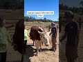 Day 2 of the summer camp included a lot of time with the cows!