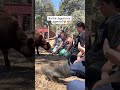 Day 2 of the summer camp included a lot of time with the cows!