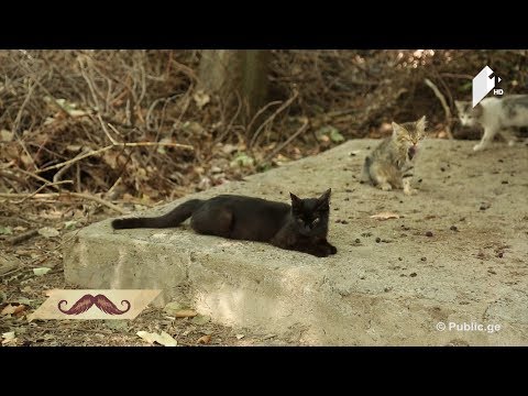 #კაცებისდრო ქუჩის ცხოველები