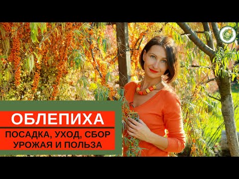 ОБЛЕПИХА - посадка, уход, польза +супер устройство для сбора урожая