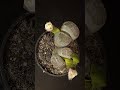 Lithops Flowering - Time Lapse