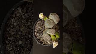 Lithops Flowering - Time Lapse