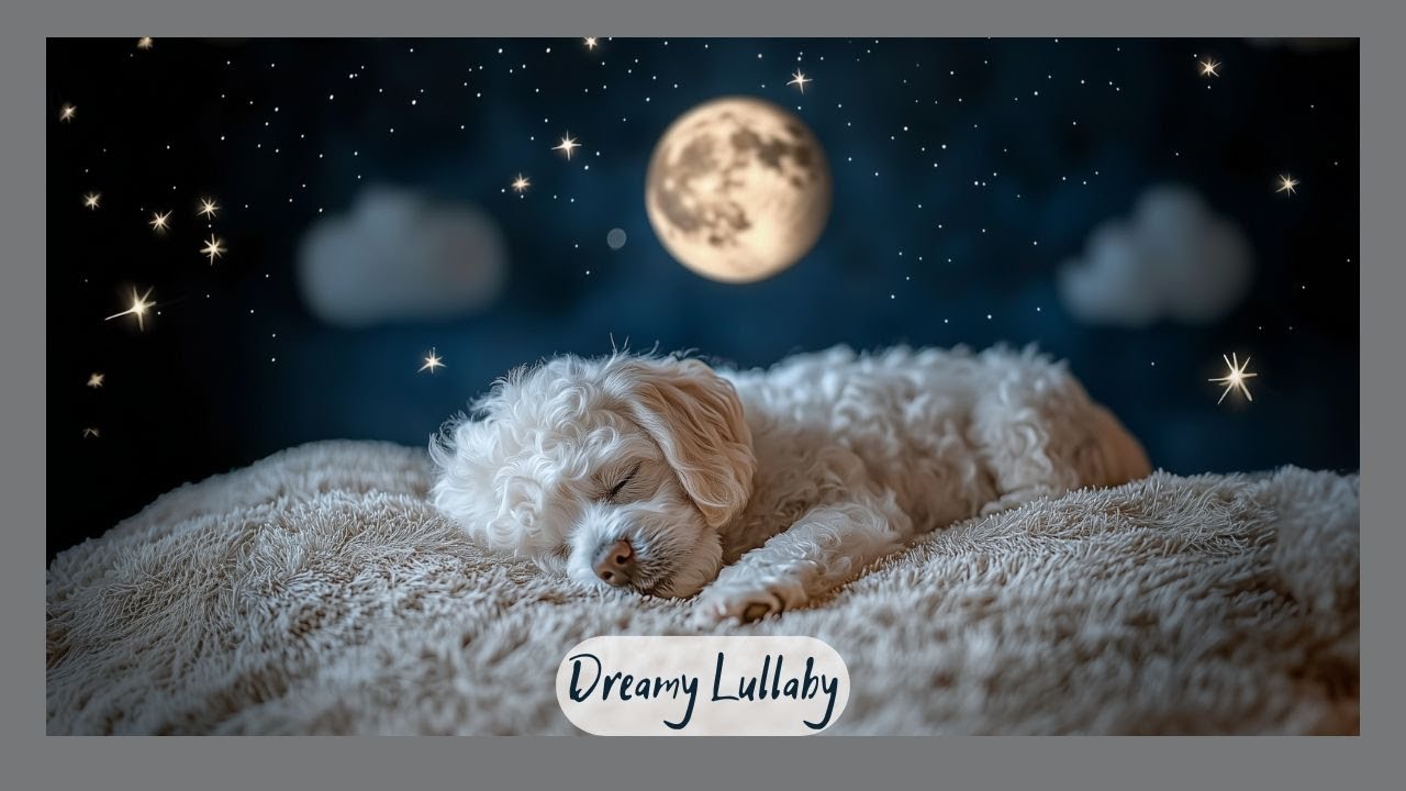 🌙 Soothing Lullaby for Sleep – Peaceful Night with White Poodle | Amber Bright 🌙