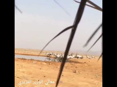 صيد الرهو مقناص رهو