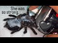 My tarantula FOUGHT FOR HER LIFE for 2 YEARS !!! ....until today