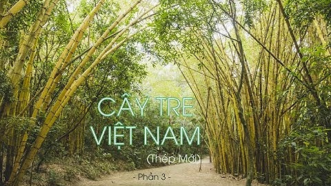 Soạn bài cây tre việt nam lớp 6 tập 2 năm 2024