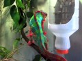 panther chameleon using cricket cup