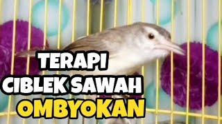 Pancingan tercepat ciblek sawah ombyokan biar cepat bunyi gacor nembak nembak