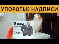 50 САМЫХ УПОРОТЫХ ОБЪЯВЛЕНИЙ: Я ВАМ ЗАПРЕЩАЮ СРАТЬ!!!