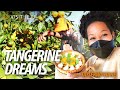 Tangerine dreams with taylerwithane