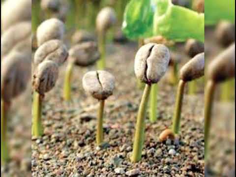 مراحل نمو شجرة الب ن القهوة