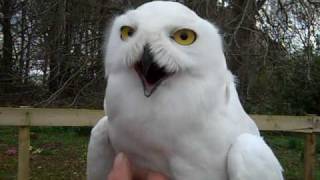 Harry Potter owls Hedwig and Errol in Aberdeenshire