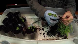 Potting up my pepper seedlings (3)