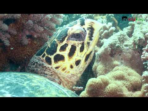 Beautiful Eyes | Hawksbill Turtle